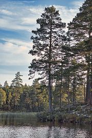 De grands pins s'élèvent vers le ciel dans la forêt sombre qui borde un lac suédois.