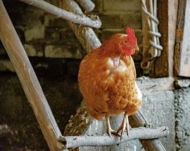 Hühnerstall von Truckpowerr