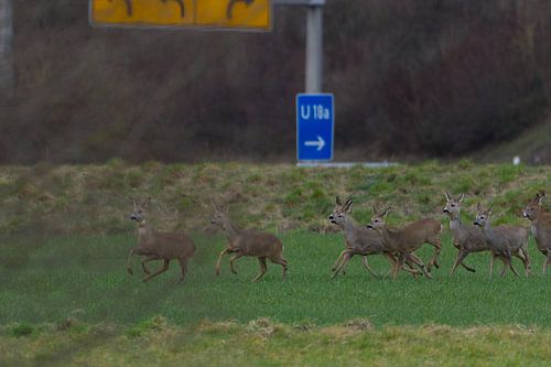 Herd of deer at home on the motorway