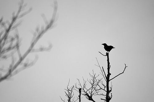 Titel: Silhouet van Eenzaamheid Vogel op een Tak