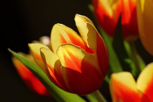 Des tulipes lumineuses