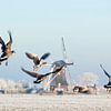 Canadian geese fly up at windmill in winter by Frans Lemmens