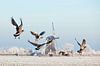 Canadese ganzen vliegen op bij molen in de winter van Frans Lemmens thumbnail