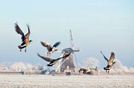 Kanadische Gänse fliegen im Winterin der Nähe einer Mühle von Frans Lemmens Miniaturansicht