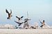 Canadese ganzen vliegen op bij molen in de winter van Frans Lemmens