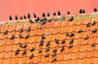 Groep Spreeuwen op een dak voor de vuurtoren van Texel. van Beschermingswerk voor aan uw muur thumbnail