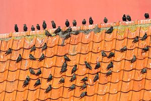 Groupe d'étourneaux sur un toit devant le phare de Texel. sur Beschermingswerk voor aan uw muur