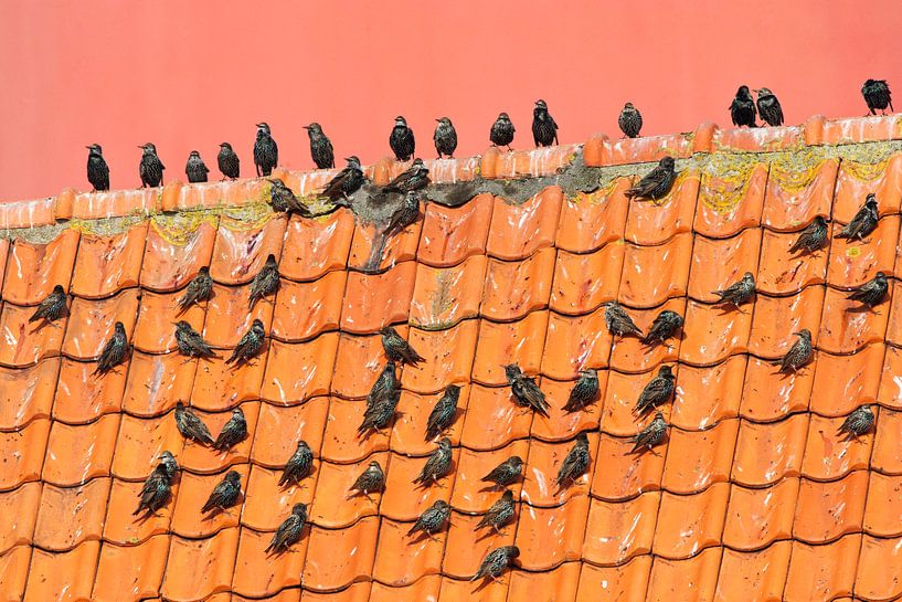 Groep Spreeuwen op een dak voor de vuurtoren van Texel. van Beschermingswerk voor aan uw muur