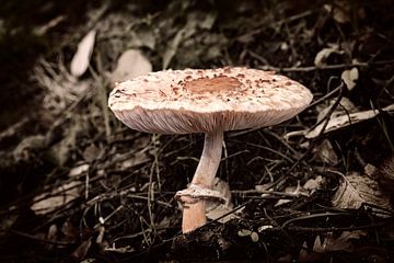 Knollenschirmpilz am Rande