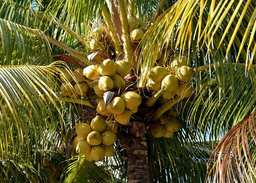 Coconuts 6 by Alex Neumayer
