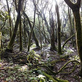 Wald - La Gomera von Maurice Weststrate