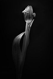 Tulip by Rene van Rijswijk