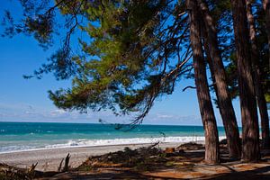Des pins devant la mer, des branches de pin sur la plage, la légendaire Colchide des mythes grecs. P sur Michael Semenov