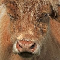 Schotse Hooglander Koe portret