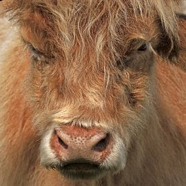 Scottish Highlander Cow portrait by 7.2 Photography