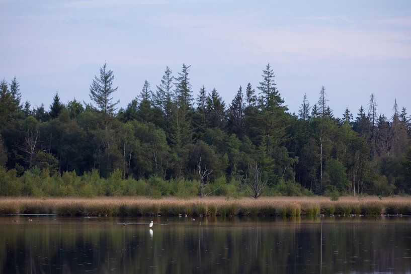 White spoonbill Dwingelderveld (Drenthe - Nerderland) by Marcel Kerdijk