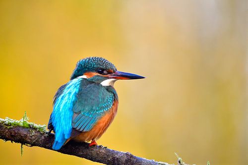 Kingfisher