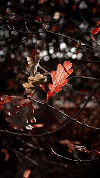 Mooie, sfeervol herfstbladeren van AciPhotography