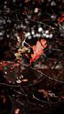 Herbstblätter von AciPhotography Miniaturansicht