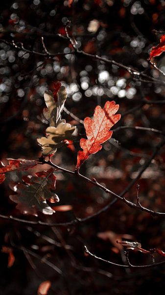 Herbstblätter von AciPhotography