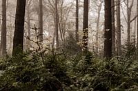 Foggy day