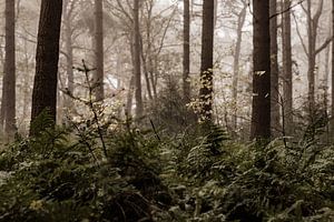 Journée brumeuse