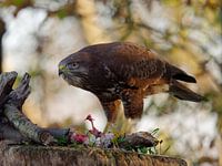 Buzzard with prey