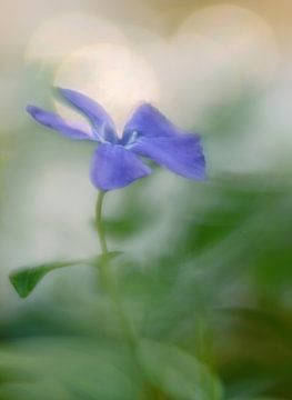 purple flower by Remco loeffen