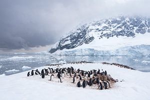 Colonie de manchots en Antarctique
