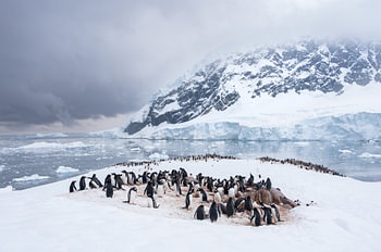 Kolonie pinguins in Antartica