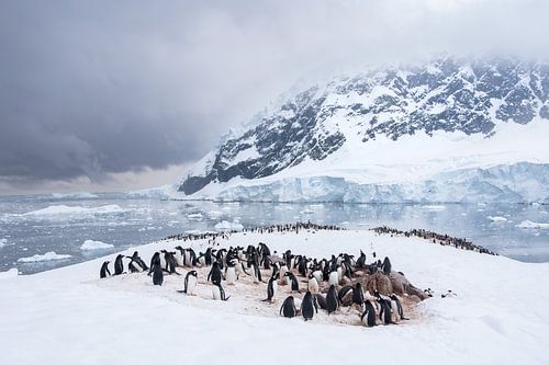 Kolonie pinguins in Antartica