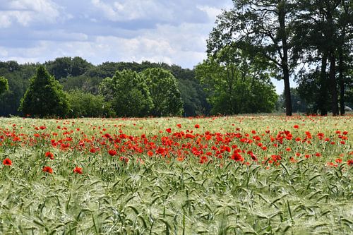 Poppies in wheat field