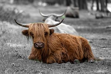 Twee Schotse Hooglanders liggend op het pad. De voorste in kleur, de achterste in zwart-wit van Franklin Driessen