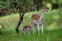 newborn bambi