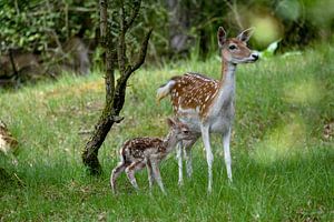 pasgeboren bambi van Ed Klungers