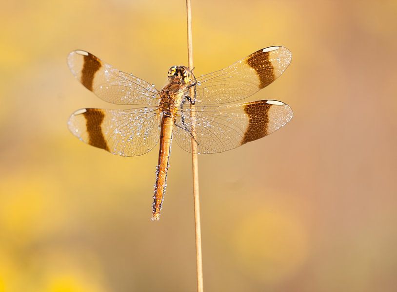 Banded Darter. par Marcel van Os