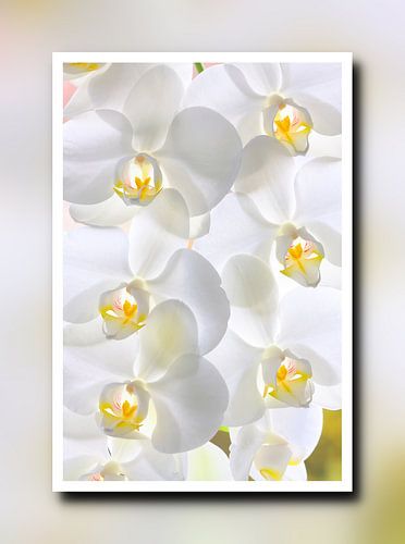 Witte orchideeën in een frame