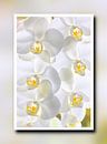 Witte orchideeën in een frame par Jan Brons Aperçu