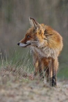 Erwachsener Fuchs im Feld von Laura Burgman