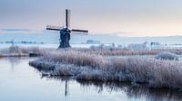 Frost on the reeds by René Groenendijk thumbnail