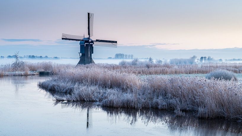 Frost on the reeds by René Groenendijk