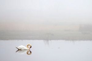 Swan by Art by Fokje
