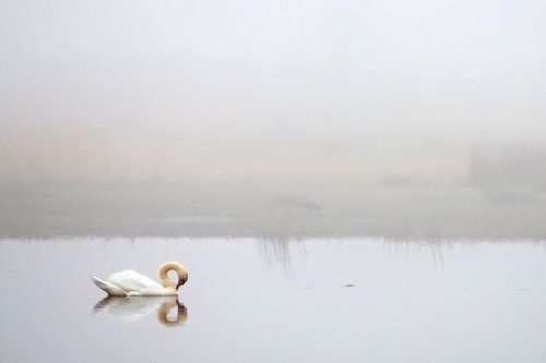 Zwaan