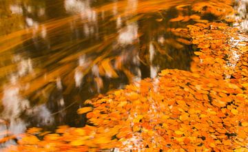 Beek in een herfstbos tijdens een vroege herfstochtend