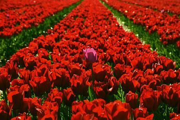 Mooi roze in een rood tulpenveld van Renzo de Jonge