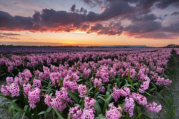 Pink hyacinths in bloom under a colourful sky during sunset by Bram Lubbers