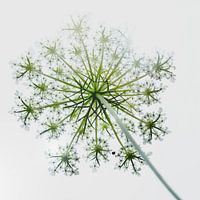 Hogweed