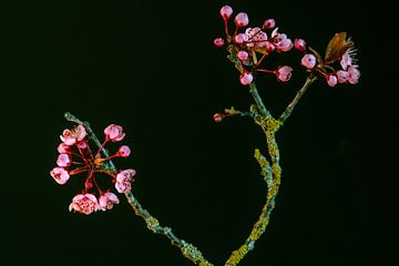Stilleven met roze lentebloesem van Jolanda de Jong-Jansen