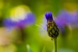 Cornflower 'Opening'