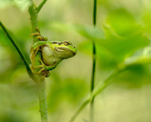 boomkikker ,tree frog 